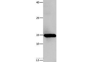 Western blot analysis of Human fetal muscle tissue, using LGALS1 Polyclonal Antibody at dilution of 1:500 (LGALS1/Galectin 1 anticorps)