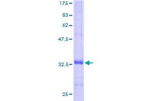 Image no. 1 for FXYD Domain Containing Ion Transport Regulator 3 (FXYD3) (AA 21-87) protein (GST tag) (ABIN1354561)