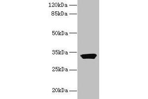 Western blot All lanes: ODF3L1 antibody at 3 μg/mL + HT29 whole cell lysate Secondary Goat polyclonal to rabbit IgG at 1/10000 dilution Predicted band size: 32 kDa Observed band size: 32 kDa (ODF3L1 anticorps  (AA 1-274))
