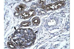 Image no. 1 for anti-GA Binding Protein Transcription Factor, alpha Subunit 60kDa (GABPA) (AA 359-408) antibody (ABIN203144)