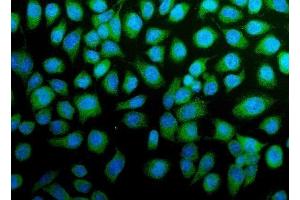 IF analysis of H Cadherin/CDH13 using anti-H Cadherin/CDH13 antibody (ABIN7600095).