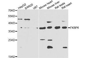 Western blot analysis of extracts of various cell lines, using FKBP6 antibody. (FKBP6 anticorps)