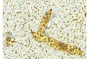 ABIN6275345 at 1/100 staining Mouse liver tissue by IHC-P. (EHHADH anticorps  (Internal Region))