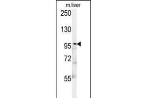 KIF9 Antibody (C-term) (ABIN652134 and ABIN2840560) western blot analysis in mouse liver tissue lysates (15 μg/lane). (KIF9 anticorps  (C-Term))