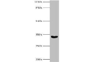 Western blot All lanes: Homeobox protein Hox-B1 antibody at 9 μg/mL + Mouse liver tissue Secondary Goat polyclonal to rabbit IgG at 1/10000 dilution Predicted band size: 33, 25 kDa Observed band size: 33 kDa (HOXB1 anticorps  (AA 35-180))