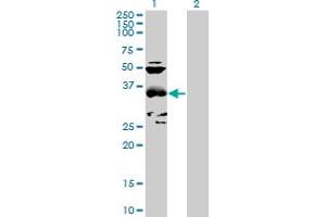 Western Blot analysis of CCBL1 expression in transfected 293T cell line by CCBL1 MaxPab polyclonal antibody.