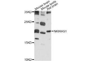 Western blot analysis of extracts of various cell lines, using NKIRAS1 antibody (ABIN6292138) at 1:1000 dilution.