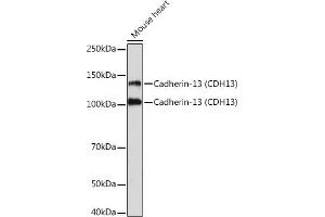 Western blot analysis of extracts of Mouse heart, using Cadherin-13 (CDH13) Rabbit mAb (ABIN7265996) at 1:1000 dilution.