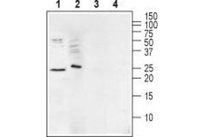 Western blot analysis of mouse brain membranes (lanes 1 and 3) and human Malme-3M melanoma cell lysate (lanes 2 and 4):1,2. (Ephrin A1 (EFNA1) Peptide)