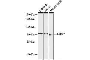 Western blot analysis of extracts of various cell lines using LARP7 Polyclonal Antibody at dilution of 1:3000. (LARP7 anticorps)