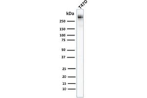Western Blot Analysis of human T47D cell lysate using MUC-1 / CA15-3 / EMA Mouse Monoclonal Antibody (MUC1/955).