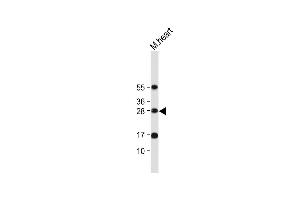 Anti-OAZ1 Antibody (N-term) at 1:2000 dilution + Mouse heart tissue lysate Lysates/proteins at 20 μg per lane. (OAZ1 anticorps  (N-Term))
