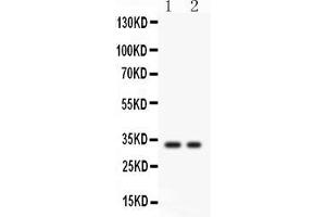 Anti- SFRP2 Picoband antibody, Western blottingAll lanes: Anti SFRP2  at 0. (SFRP2 anticorps  (AA 104-295))