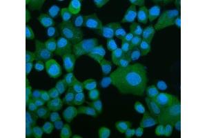 IF analysis of EEF2/Elongation Factor 2 using anti-EEF2/Elongation Factor 2 antibody (ABIN7603142). (EEF2 anticorps  (N-Term))