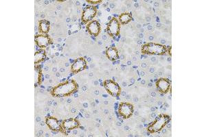 Immunohistochemistry of paraffin-embedded mouse kidney using SIGMAR1 antibody (ABIN5973191) (40x lens). (SIGMAR1 anticorps)