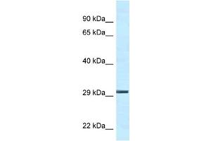 Ywhae antibody - C-terminal region  validated by WB using Mouse Kidney lysate at 1. (YWHAE anticorps  (C-Term))