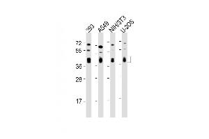 Western Blot at 1:2000 dilution Lane 1: 293 whole cell lysate Lane 2: A549 whole cell lysate Lane 3: NIH/3T3 whole cell lysate Lane 4: U-2OS whole cell lysate Lysates/proteins at 20 ug per lane. (BMI1 anticorps)