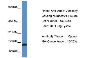 Western Blotting (WB) image for anti-Vesicle-Associated Membrane Protein 1 (Synaptobrevin 1) (VAMP1) (C-Term) antibody (ABIN2788089) (VAMP1 anticorps  (C-Term))