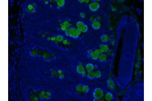 Image no. 3 for anti-Resistin Like beta (RETNLB) antibody (ABIN465495) (RETNLB anticorps)