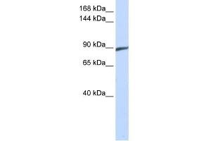WB Suggested Anti-SPATA5 Antibody Titration: 0. (SPATA5 anticorps  (Middle Region))