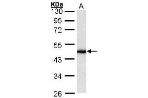 WB Image Sample (30 ug of whole cell lysate) A: HeLa 10% SDS PAGE antibody diluted at 1:1000