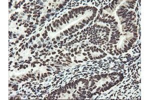 Image no. 15 for anti-Non-POU Domain Containing, Octamer-Binding (NONO) (AA 184-385) antibody (ABIN1491073) (NONO anticorps  (AA 184-385))