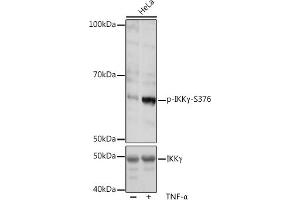 Western blot analysis of extracts of HeLa cells, using Phospho-IKKγ-S376 pAb (ABIN7267877) at 1:1000 dilution or IKKγ antibody (ABIN3021150, ABIN3021151, ABIN3021152 and ABIN6214025). (IKBKG anticorps  (pSer376))