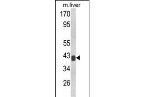 Western blot analysis of TOB1 Antibody (N-term) (ABIN652511 and ABIN2842342) in mouse liver tissue lysates (35 μg/lane). (Protein Tob1 (TOB1) (AA 54-83), (N-Term) anticorps)