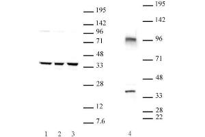 Cxxc4 antibody (pAb) tested by Western blot. (CXXC4 anticorps  (N-Term))