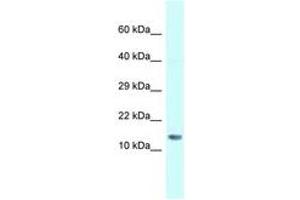 Image no. 1 for anti-Small Nuclear Ribonucleoprotein D1 Polypeptide 16kDa (SNRPD1) (N-Term) antibody (ABIN6747659) (SNRPD1 anticorps  (N-Term))