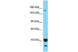 Western Blotting (WB) image for anti-KIAA1683 (KIAA1683) (N-Term) antibody (ABIN2791618) (KIAA1683 anticorps  (N-Term))