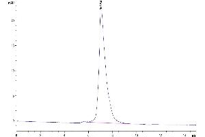 The purity of Mouse OSCAR is greater than 95 % as determined by SEC-HPLC.