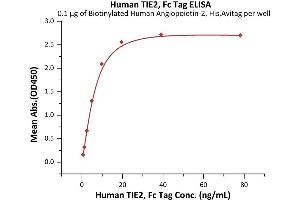 Immobilized Biotinylated Human Angiopoietin-2, His,Avitag (ABIN6972942) at 1 μg/mL (100 μL/well) on streptavidin  precoated (0.