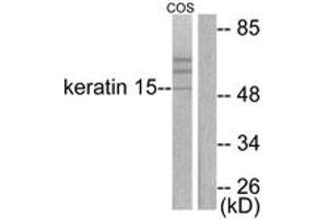 Western blot analysis of extracts from COS7 cells, using Keratin 15 Antibody. (KRT15 anticorps  (AA 1-50))