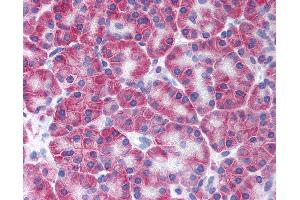 Anti-KCNN4 antibody IHC of human pancreas.