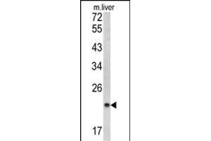 Western blot analysis of SPCS3 antibody (C-term) (ABIN390623 and ABIN2840930) in mouse liver tissue lysates (35 μg/lane). (SPCS3 anticorps  (C-Term))
