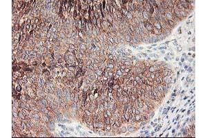 Image no. 7 for anti-Ribophorin 1 (RPN1) antibody (ABIN1500749)