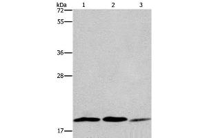 Western Blot analysis of 293T, Jurkat and NIH/3T3 cell using RAP1B Polyclonal Antibody at dilution of 1:550 (RAP1B anticorps)