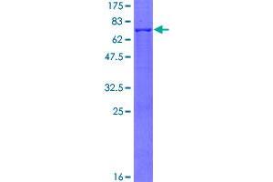 Image no. 1 for Cathepsin L1 (CTSL1) (AA 1-333) protein (GST tag) (ABIN1350725)