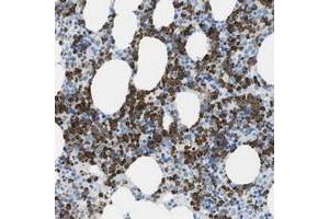 Immunohistochemical staining of human bone marrow with C19orf59 polyclonal antibody  shows strong cytoplasmic positivity in bone marrow poietic cells.