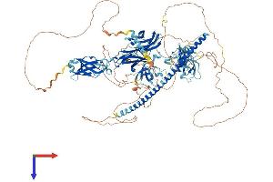 AlphaFold protein structure predicition of Mouse Recombinant Rimbp2 Protein, UniprotID Q80U40