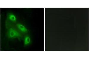Immunofluorescence (IF) image for anti-EPS8-Like 3 (EPS8L3) (AA 401-450) antibody (ABIN2889689) (EPS8-Like 3 anticorps  (AA 401-450))