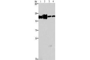 Western Blotting (WB) image for anti-Minichromosome Maintenance Complex Component 6 (MCM6) antibody (ABIN2421837) (MCM6 anticorps)