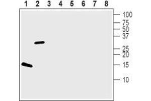 Western blot analysis of 100 ng of each Recombinant human BDNF protein (ABIN7482102, ABIN7491780, ABIN7491781, ABIN7491782, ABIN7491783, ABIN7491784, ABIN7491785, ABIN7491786, ABIN7491787 and ABIN7491788) (lanes 1 and 5), Recombinant mouse proBDNF protein (ABIN7482099, ABIN7491764, ABIN7491765, ABIN7491766, ABIN7491767, ABIN7491768, ABIN7491769, ABIN7491770 and ABIN7491771) (lanes 2 and 6), Recombinant human Neurotrophin-3  protein (ABIN7482124, ABIN7491876, ABIN7491877, ABIN7491878, ABIN7491879, ABIN7491880 and ABIN7491949) (lanes 3 and 7) and Recombinant human beta-NGF protein (ABIN7482098, ABIN7491861, ABIN7491862, ABIN7491863, ABIN7491864, ABIN7491926 and ABIN7491950) (lanes 4 and 8):1-4. (Brain-Derived Neurotrophic Factor (BDNF) Peptide)