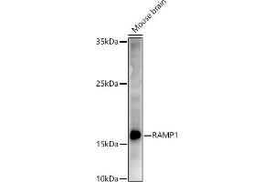 Western blot analysis of extracts of Mouse brain, using R antibody (ABIN6132582, ABIN6146672, ABIN6146673 and ABIN6222096) at 1:500 dilution. (RAMP1 anticorps  (AA 27-117))