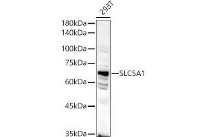 Western blot analysis of extracts of 293T cells, using SLC5 antibody (1976) at 1:500 dilution.