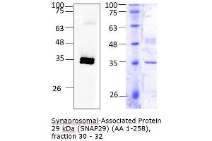 SNAP29 Protein (AA 1-258) (Strep Tag)