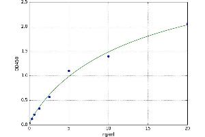 Calpain 1 (CAPN1) ELISA Kit