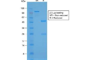 SDS-PAGE Analysis Purified TTF-1 Rabbit Recombinant Monoclonal Antibody (NX2. (Recombinant NKX2-1 anticorps)