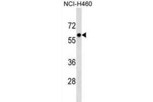 Western Blotting (WB) image for anti-Primase, DNA, Polypeptide 2 (58kDa) (PRIM2) antibody (ABIN2999453) (PRIM2 anticorps)